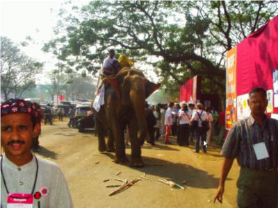 Un éléphant manifestant